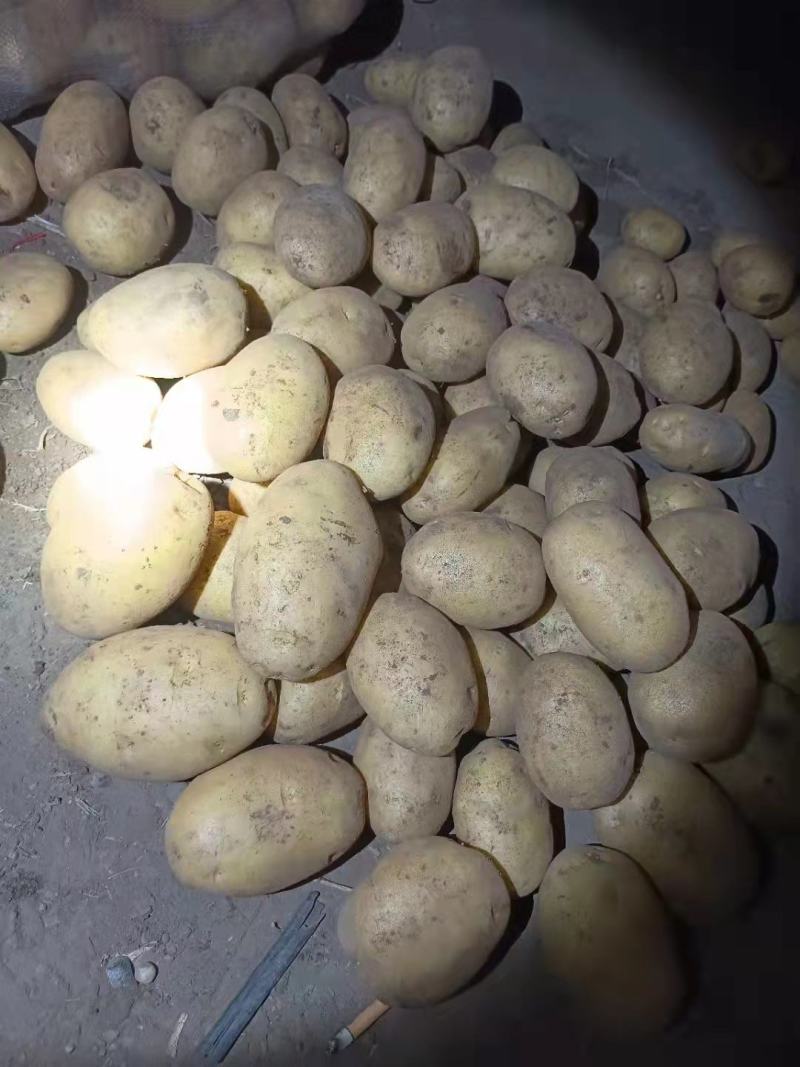 黄皮黄心EV土豆个头大，薯型好，颜色好，