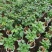 提根绿宝盆栽绿宝树高20到1米漳州花卉苗木