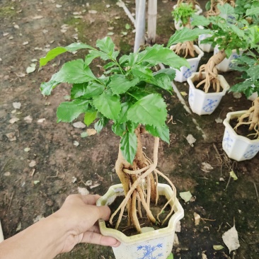 提根绿宝盆栽绿宝树高20到1米漳州花卉苗木