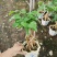 提根绿宝盆栽绿宝树高20到1米漳州花卉苗木