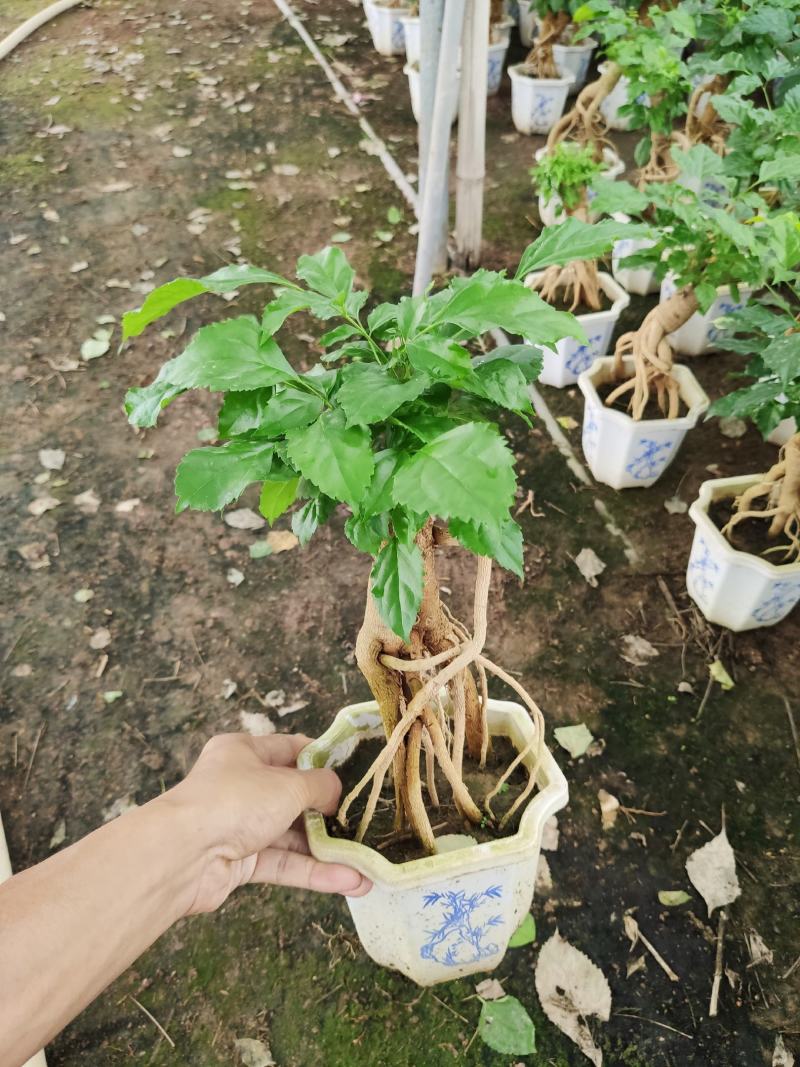 提根绿宝盆栽绿宝树高20到1米漳州花卉苗木