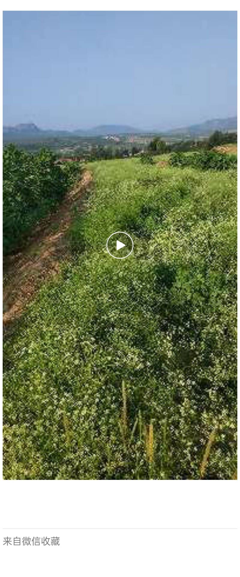 防风内蒙产地直发品质保证上等货品诚信经营