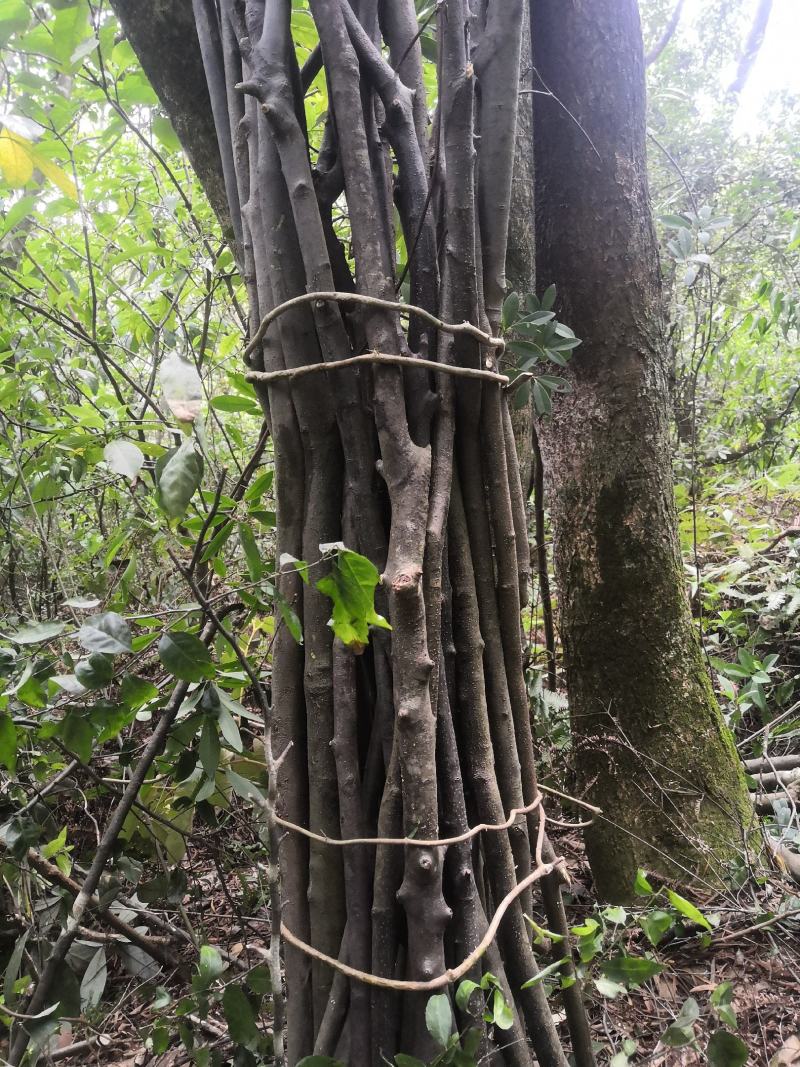 岗梅阳枝，根劲