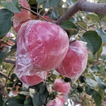 苹果