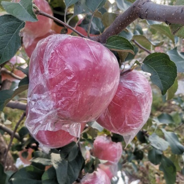 苹果