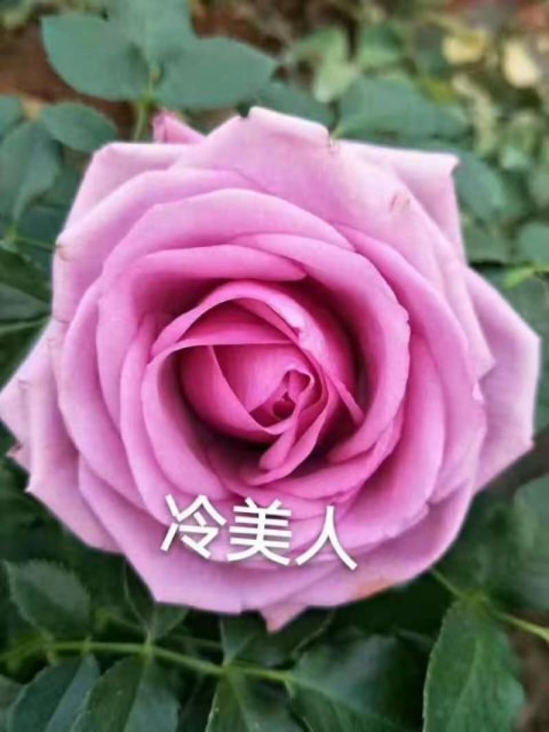 玫瑰花高度10~20cm颜色多样，品种齐全，开花快，