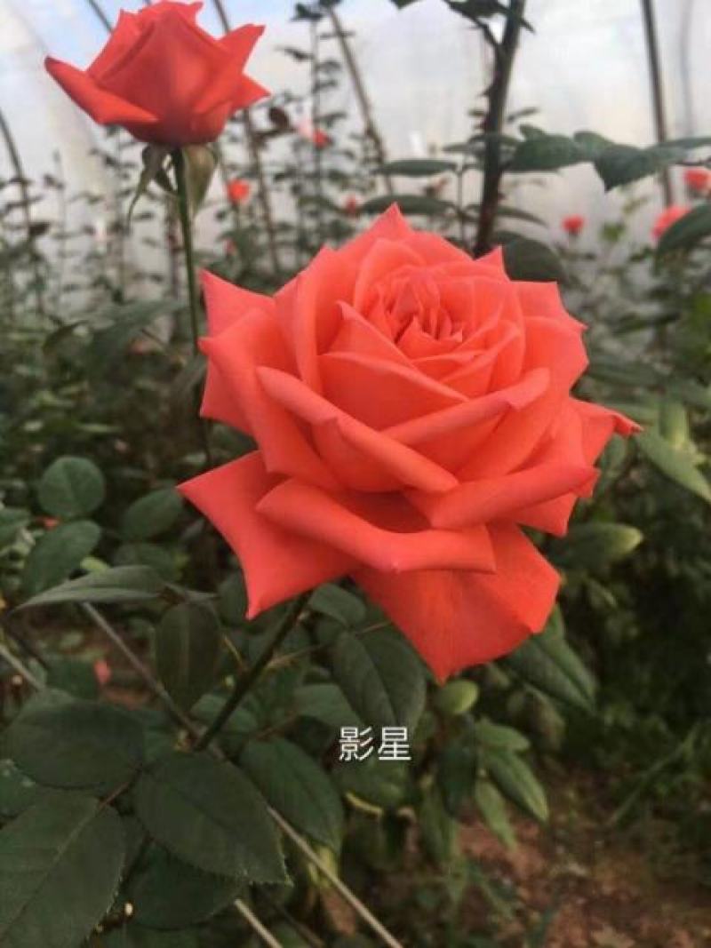 玫瑰花高度10~20cm颜色多样，品种齐全，开花快，
