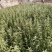 供应沙枣苗1-6年生沙枣树苗沙枣种子