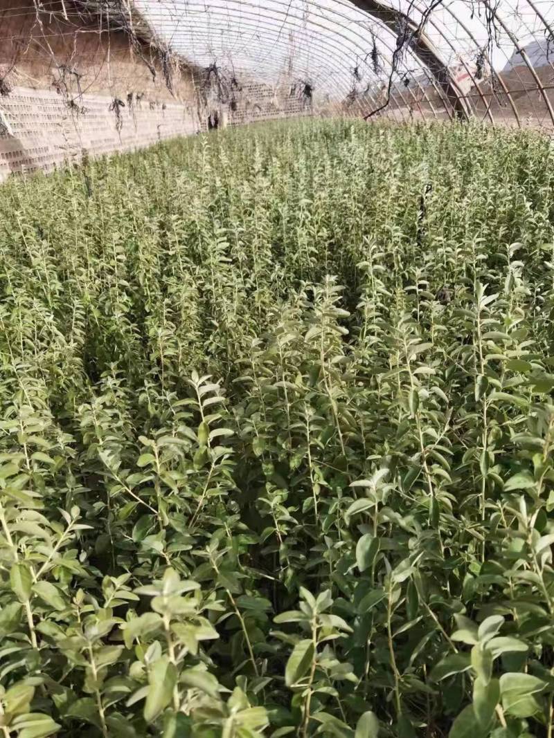 供应沙枣苗1-6年生沙枣树苗沙枣种子