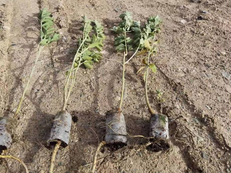 供应沙枣苗1-6年生沙枣树苗沙枣种子