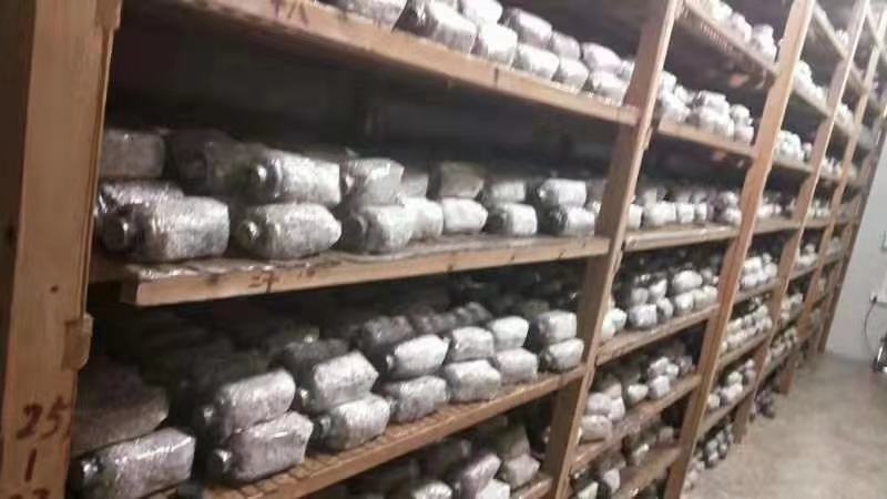 赤松茸大球盖菌种提供种植技术指导资料林下田间种植