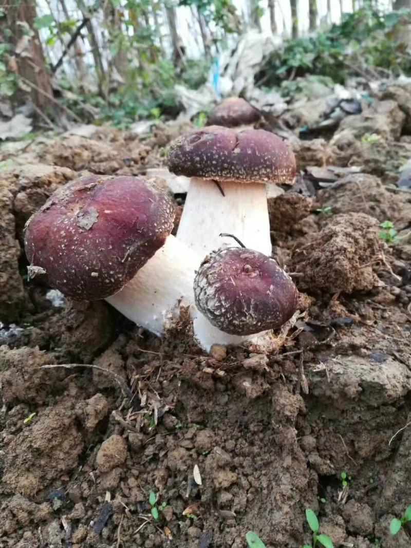 赤松茸大球盖菌种提供种植技术指导资料林下田间种植