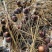 赤松茸大球盖菌种提供种植技术指导资料林下田间种植