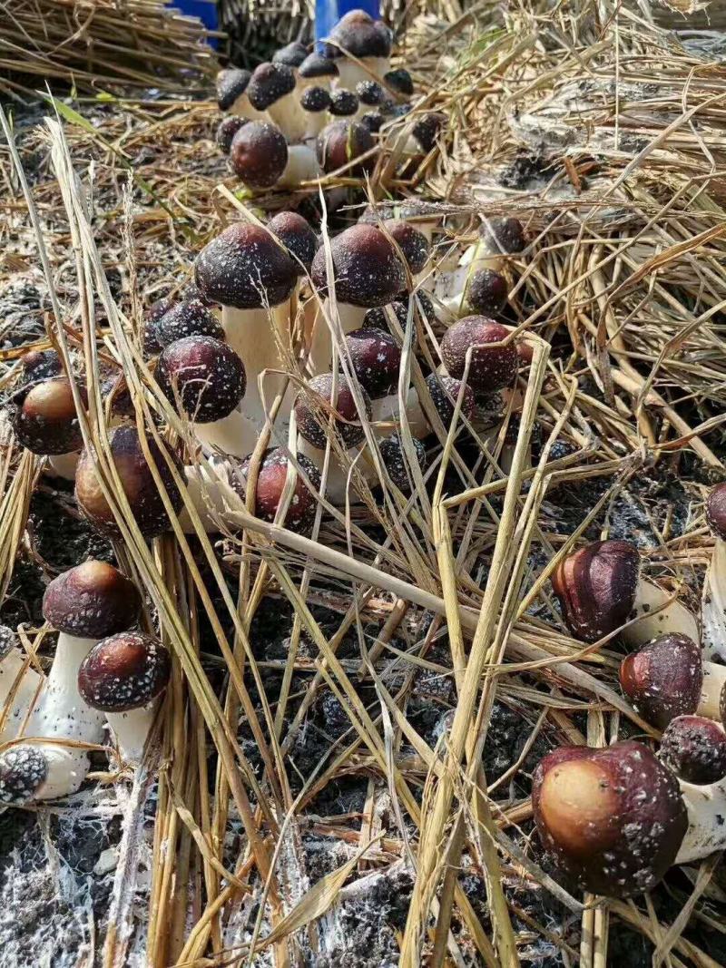 赤松茸大球盖菌种提供种植技术指导资料林下田间种植