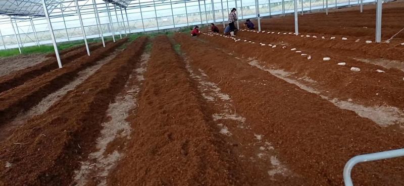 赤松茸大球盖菌种提供种植技术指导资料林下田间种植
