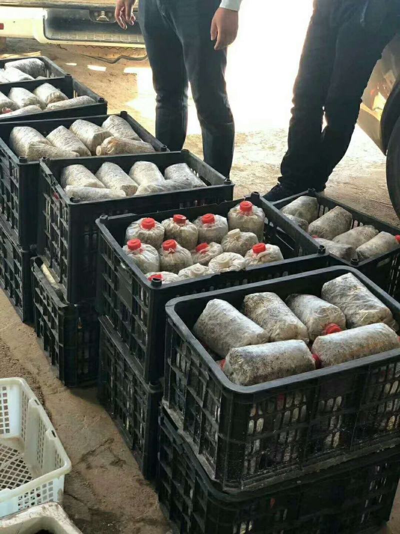 赤松茸大球盖菌种提供种植技术指导资料林下田间种植