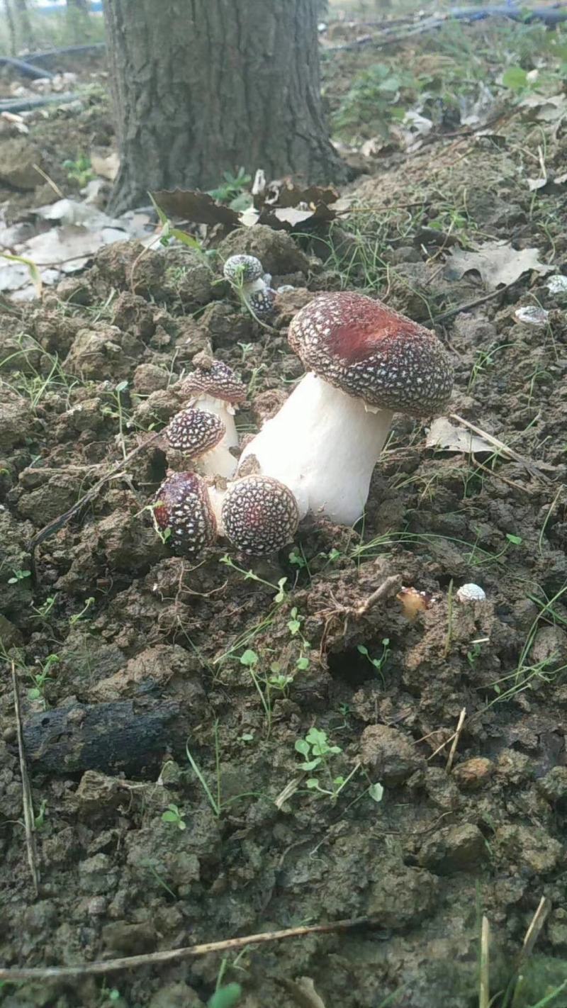 赤松茸大球盖菌种提供种植技术指导资料林下田间种植