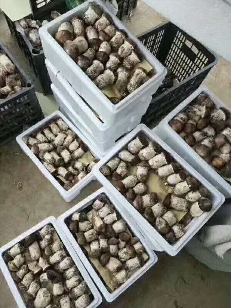 赤松茸大球盖菌种提供种植技术指导资料林下田间种植