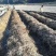 赤松茸大球盖菌种提供种植技术指导资料林下田间种植