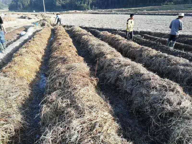 赤松茸大球盖菌种提供种植技术指导资料林下田间种植