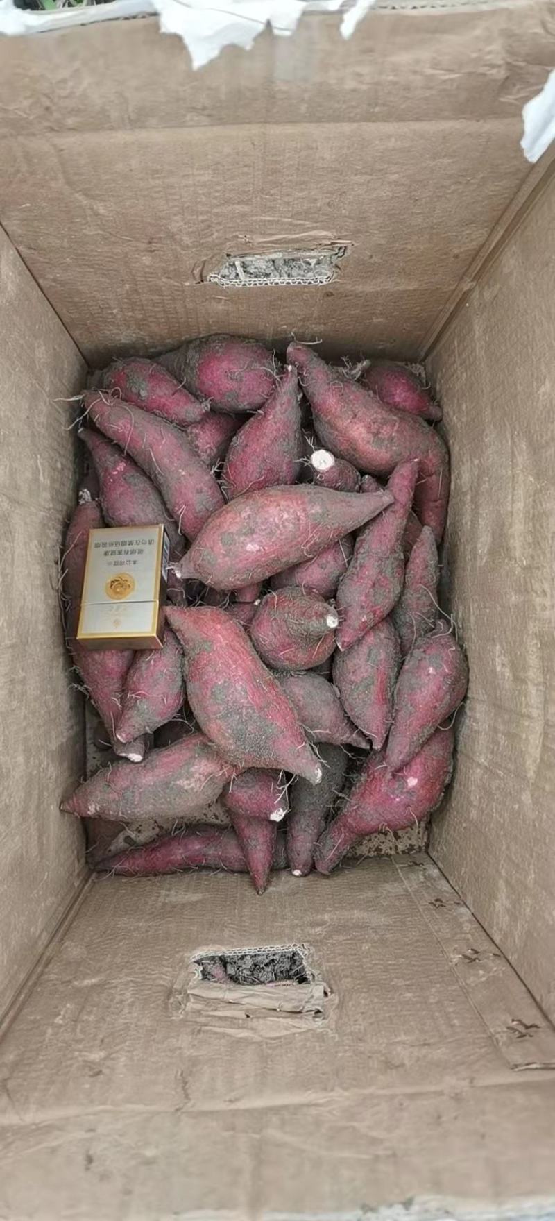 沙地一点红番薯