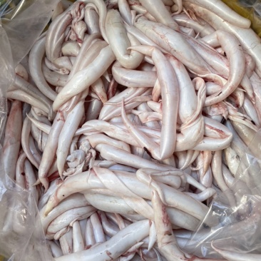 海钓黄鳗鲜胶现杀现卖一斤60条