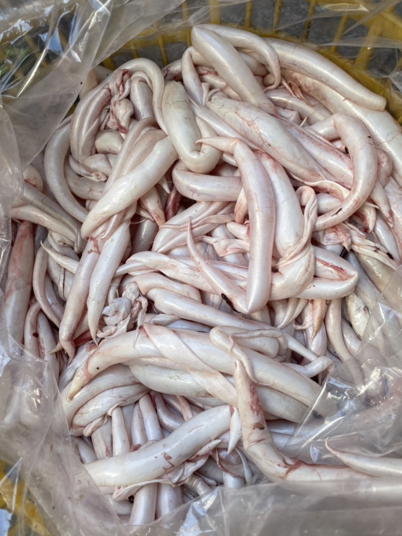 海钓黄鳗鲜胶现杀现卖一斤60条