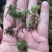 回心草2025新货野生回心草大货批发产地供应草药茴心草
