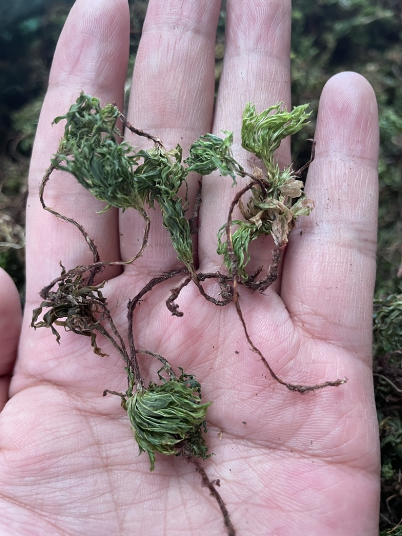 回心草2025新货野生回心草大货批发产地供应草药茴心草