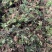 回心草2025新货野生回心草大货批发产地供应草药茴心草