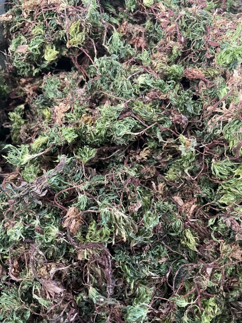 回心草2025新货野生回心草大货批发产地供应草药茴心草