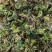 回心草2025新货野生回心草大货批发产地供应草药茴心草