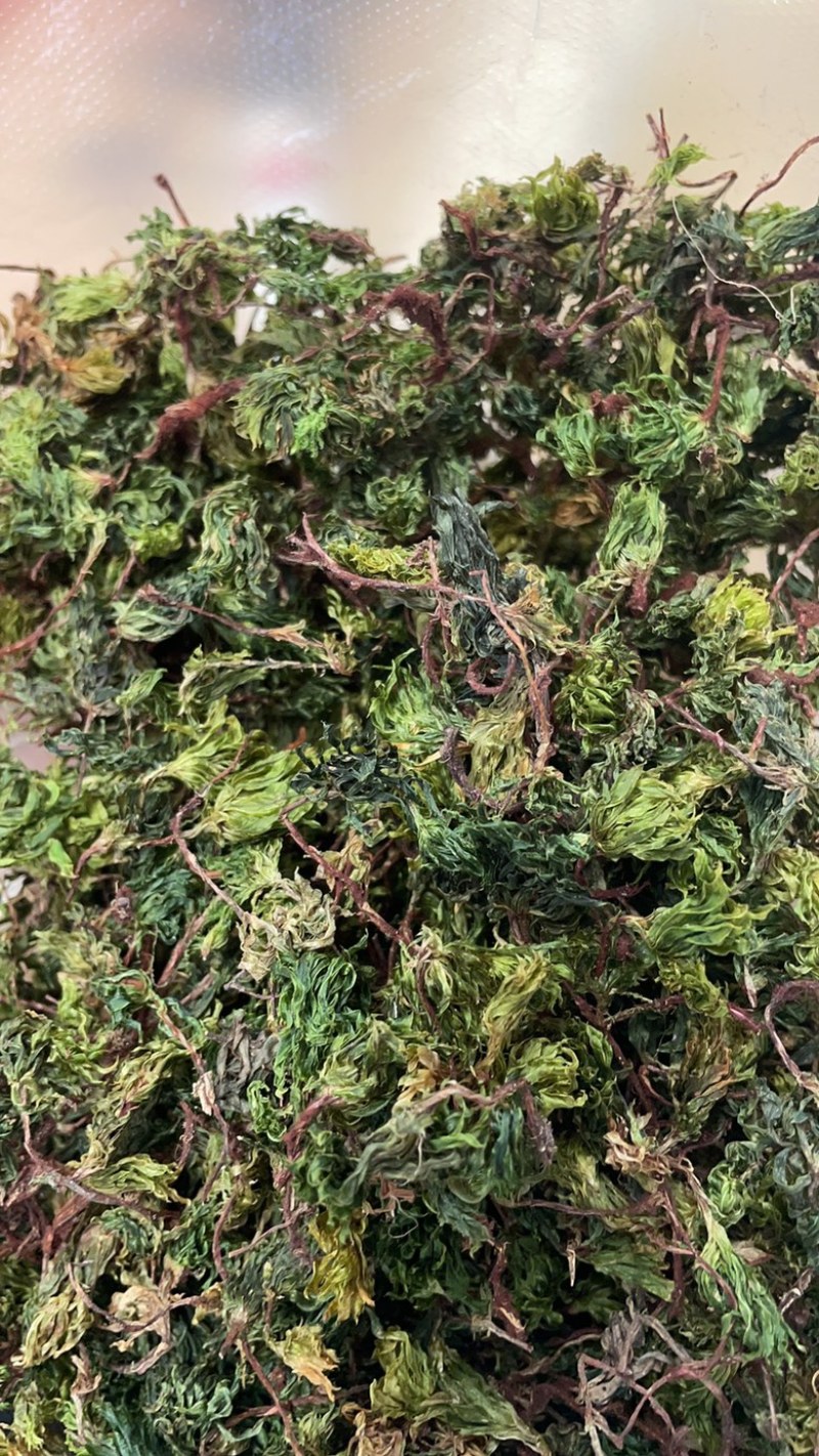 回心草2025新货野生回心草大货批发产地供应草药茴心草