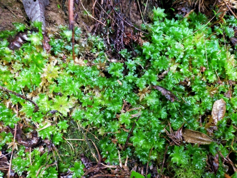 回心草2025新货野生回心草大货批发产地供应草药茴心草