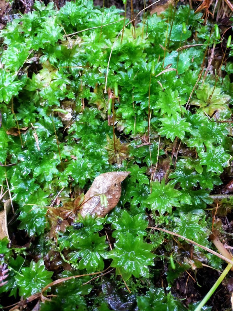 回心草2025新货野生回心草大货批发产地供应草药茴心草