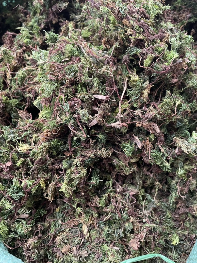 回心草2025新货野生回心草大货批发产地供应草药茴心草