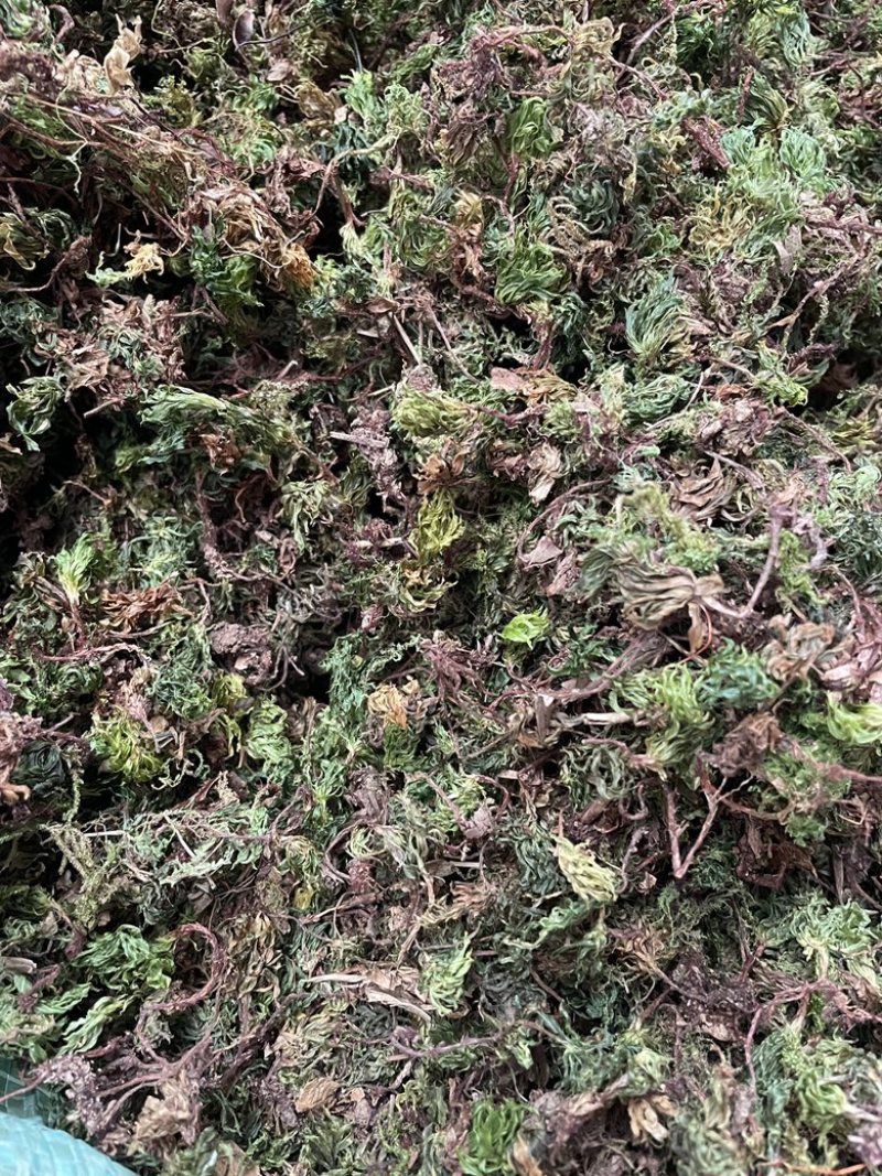 回心草2025新货野生回心草大货批发产地供应草药茴心草