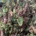 回心草2025新货野生回心草大货批发产地供应草药茴心草