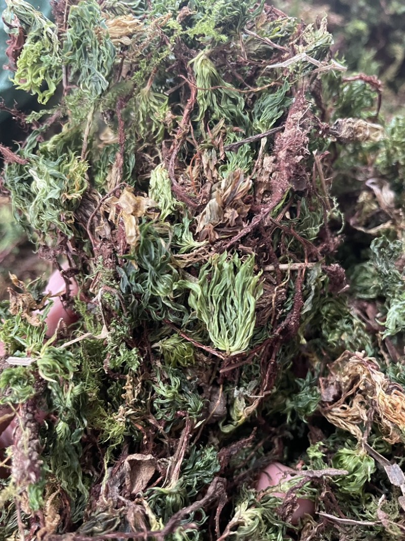 回心草2025新货野生回心草大货批发产地供应草药茴心草