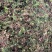 回心草2025新货野生回心草大货批发产地供应草药茴心草