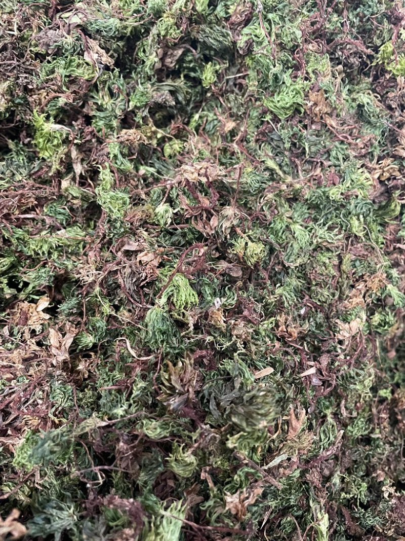 回心草2025新货野生回心草大货批发产地供应草药茴心草