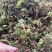 回心草2025新货野生回心草大货批发产地供应草药茴心草