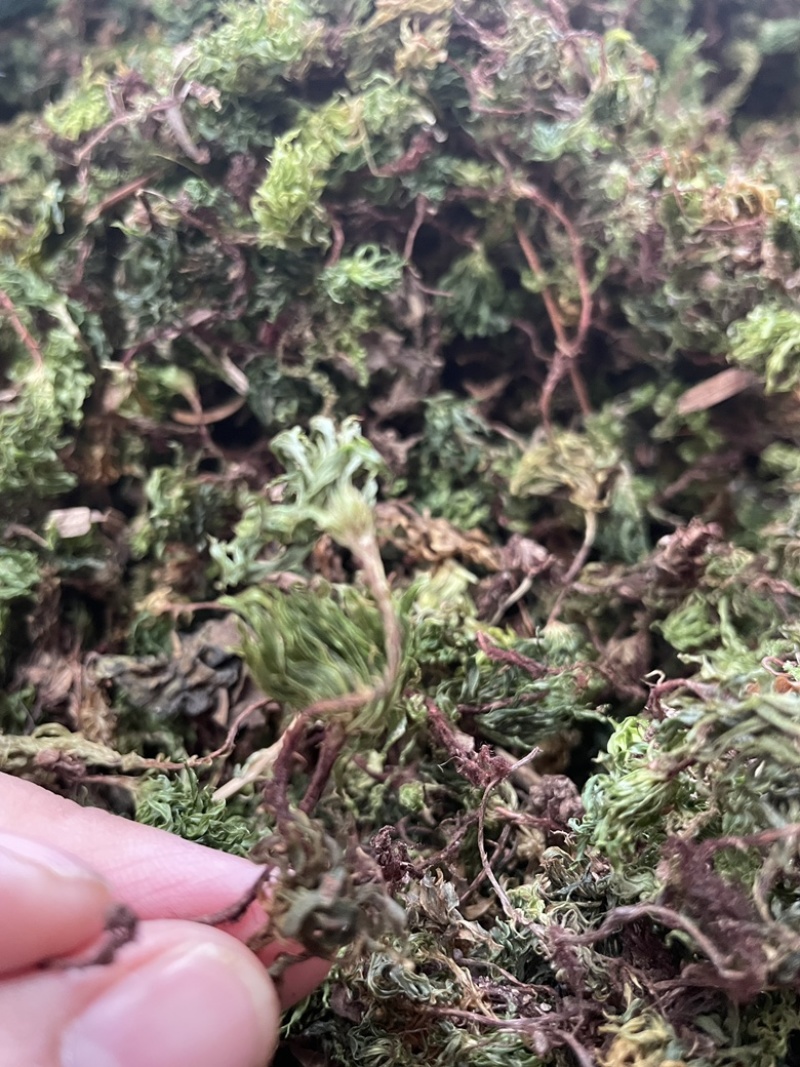 回心草2025新货野生回心草大货批发产地供应草药茴心草