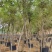 黄花风铃木米径14公分福建漳州闽景园艺场