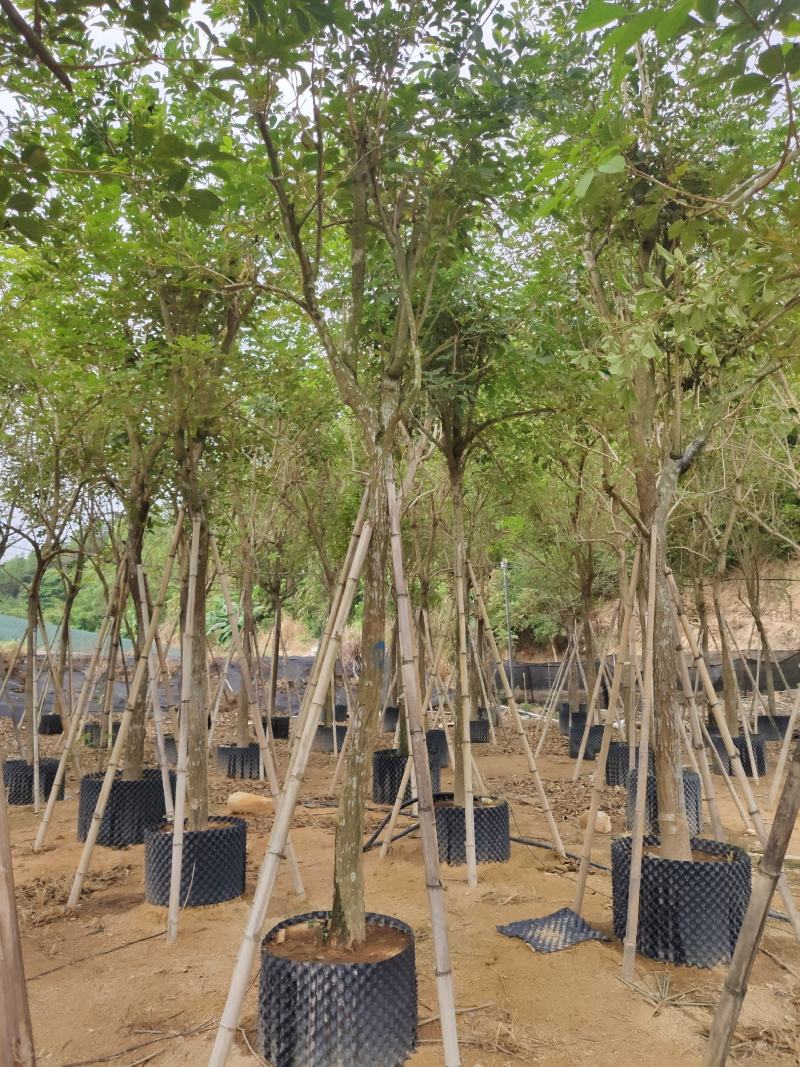 黄花风铃木米径14公分福建漳州闽景园艺场