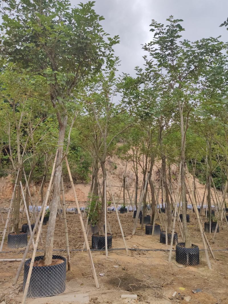 黄花风铃木米径14公分福建漳州闽景园艺场
