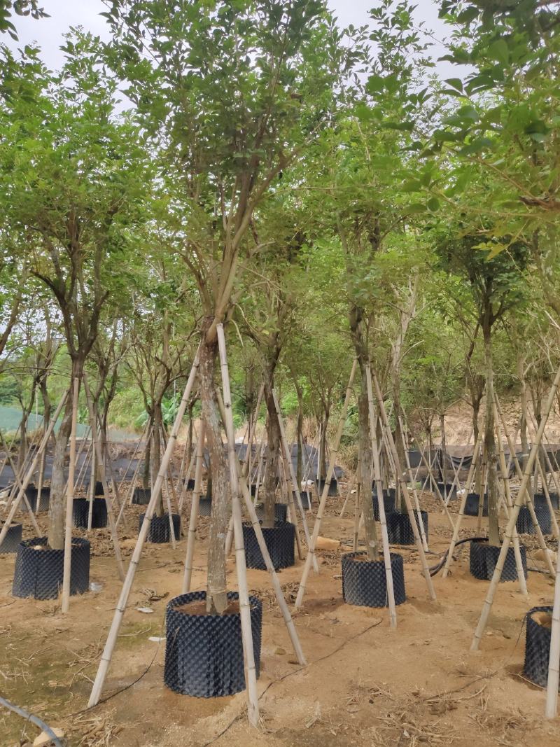 黄花风铃木米径14公分福建漳州闽景园艺场