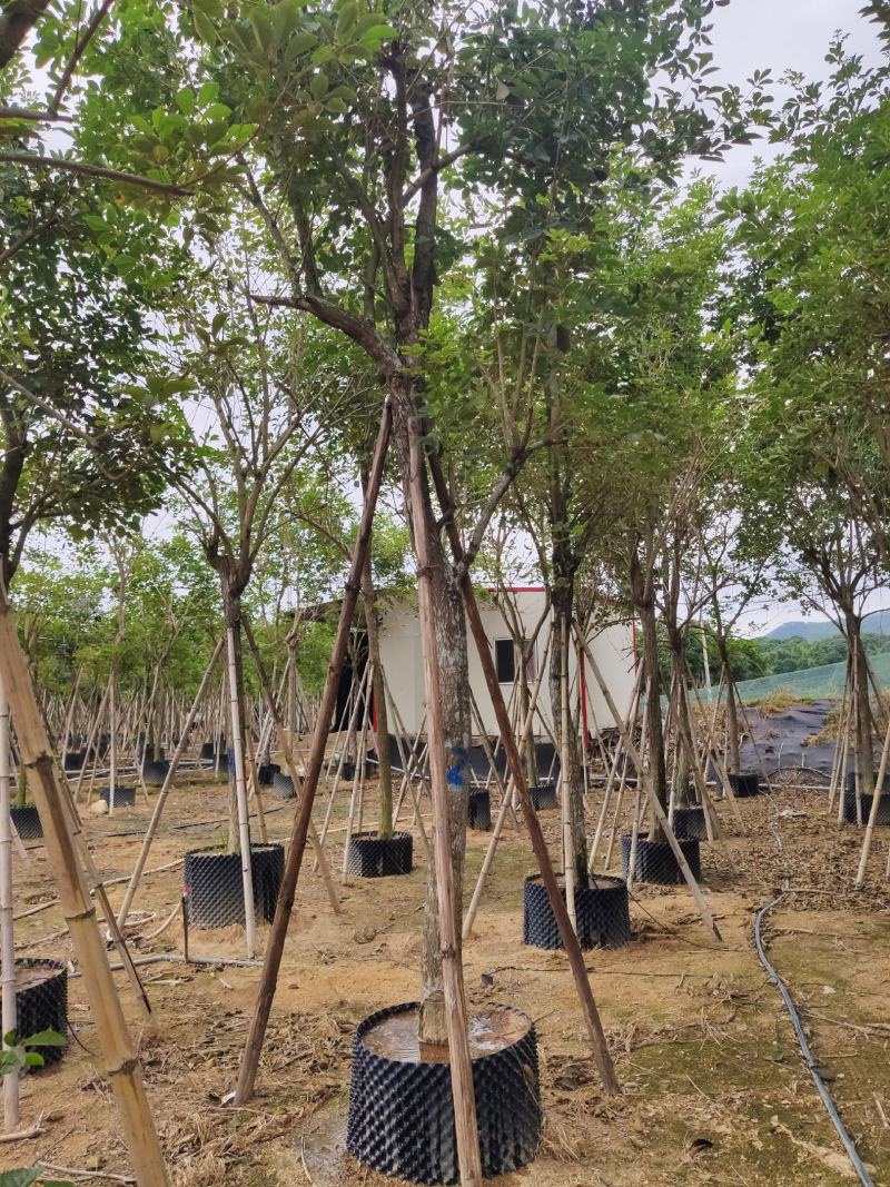黄花风铃木米径14公分福建漳州闽景园艺场