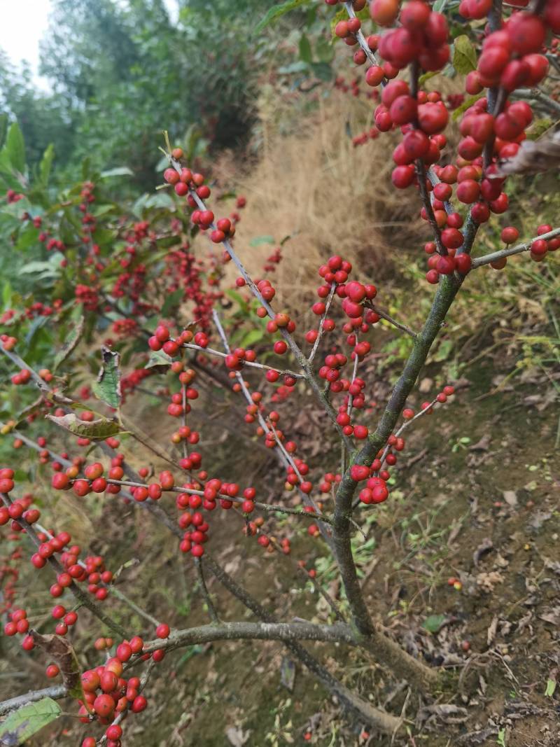 出售自家苗圃红果北美冬青