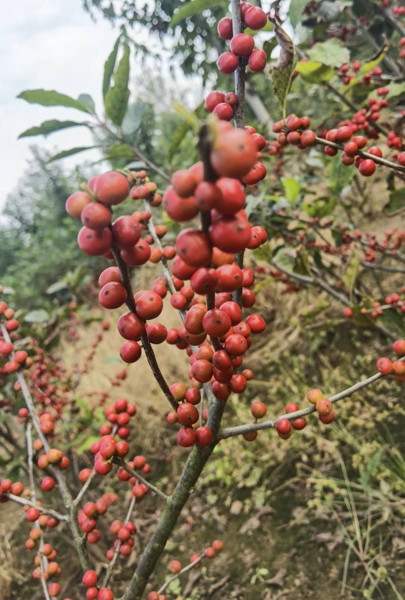 出售自家苗圃红果北美冬青